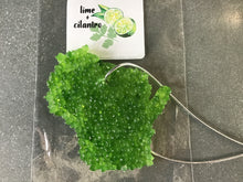 Load image into Gallery viewer, Air Fresheners- Wisconsin Shape